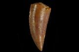 Serrated, .7" Raptor Tooth - Real Dinosaur Tooth - #130355-1